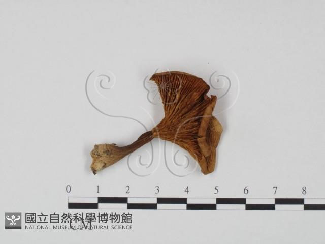 登錄號:F0021915藏品圖，第1張