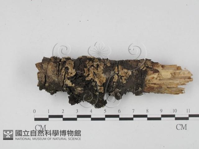 登錄號:F0001915藏品圖，第1張