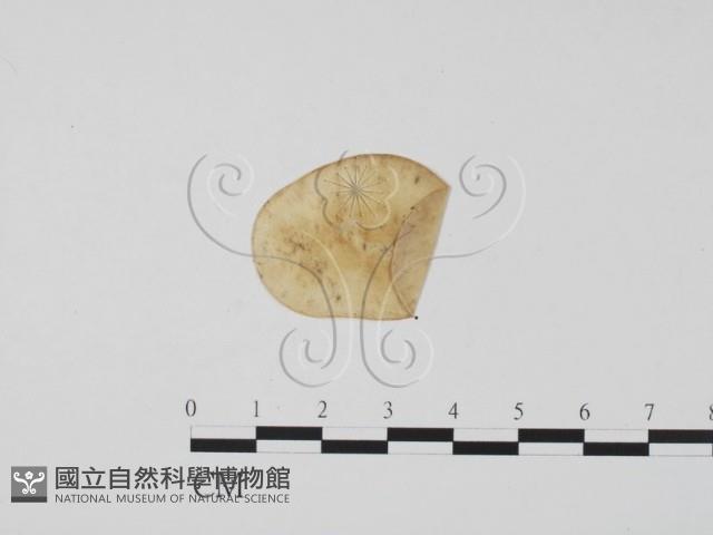 登錄號:F0011915藏品圖，第1張