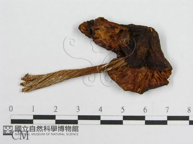 登錄號:F0004915藏品圖，第1張