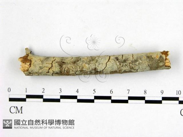 登錄號:F0014915藏品圖，第1張