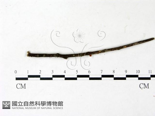 登錄號:F0022915藏品圖，第1張