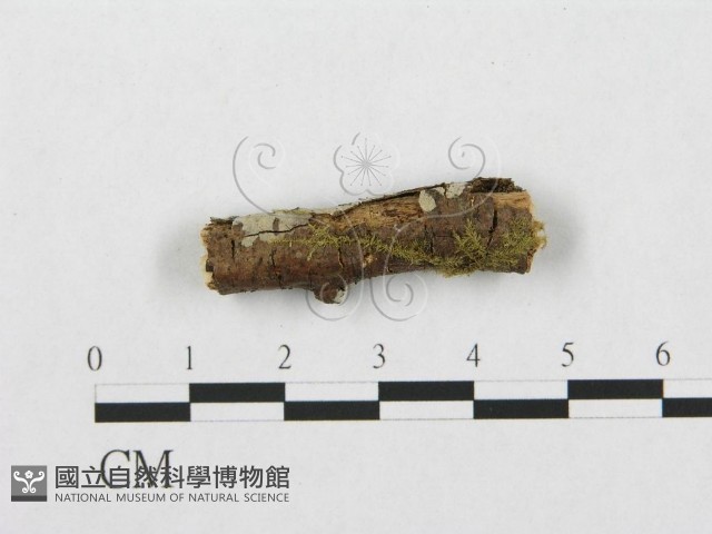 針齒銳岩菌藏品圖，第1張
