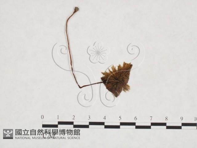 登錄號:F0025915藏品圖，第1張