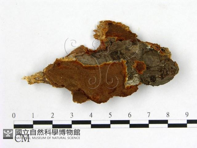 登錄號:F0005915藏品圖，第1張
