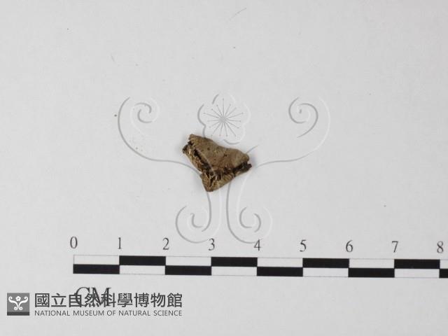 登錄號:F0015915藏品圖，第1張