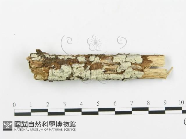 登錄號:F0009915藏品圖，第1張