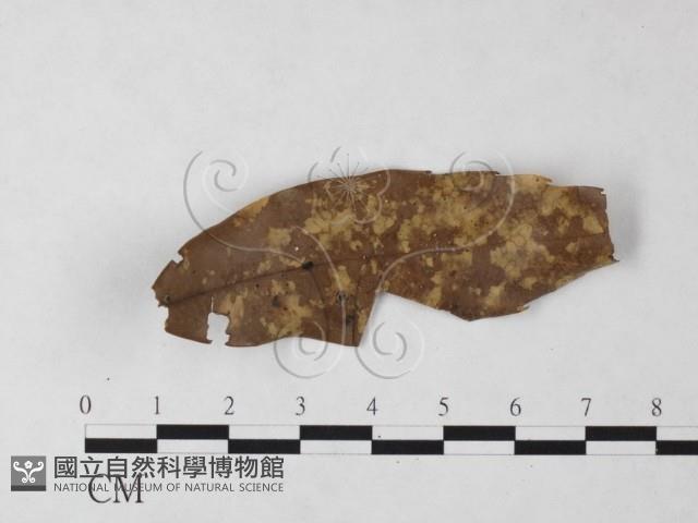 登錄號:F0023915藏品圖，第1張