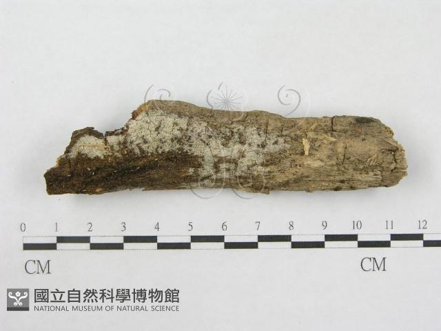 絲皮菌屬藏品圖，第1張