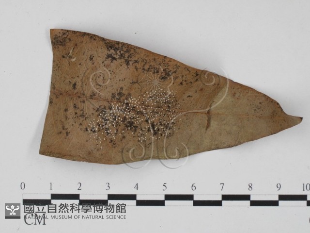 登錄號:F0013915藏品圖，第1張