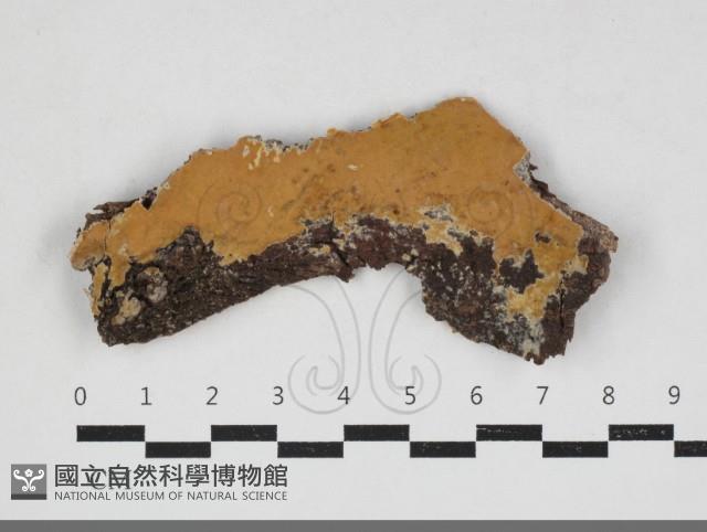 登錄號:F0033915藏品圖，第1張