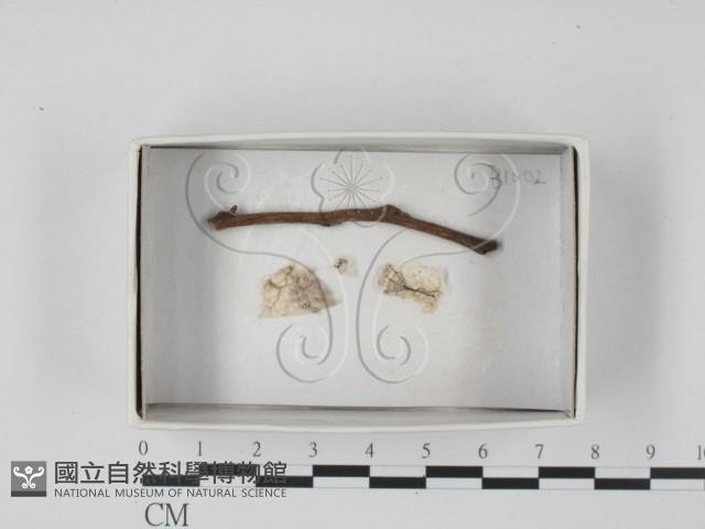登錄號:F0020615藏品圖，第1張