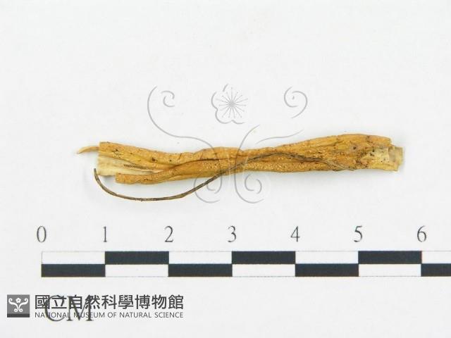 登錄號:F0000615藏品圖，第1張