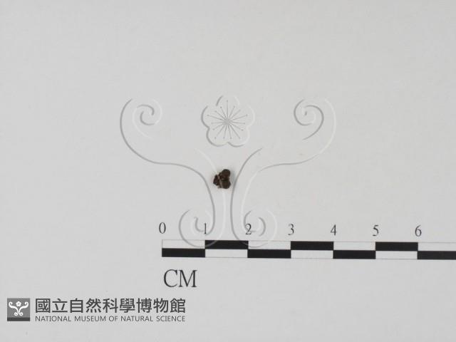 登錄號:F0010615藏品圖，第1張