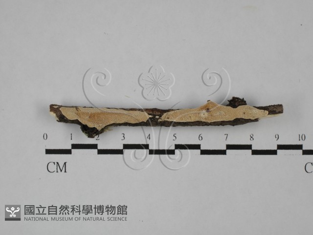 登錄號:F0026615藏品圖，第1張
