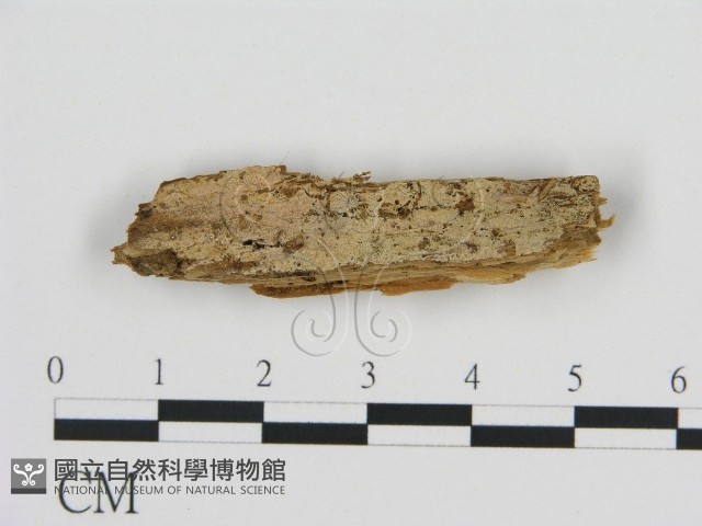 登錄號:F0016615藏品圖，第1張