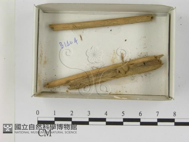 登錄號:F0021615藏品圖，第1張