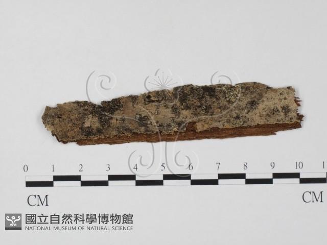 登錄號:F0011615藏品圖，第1張