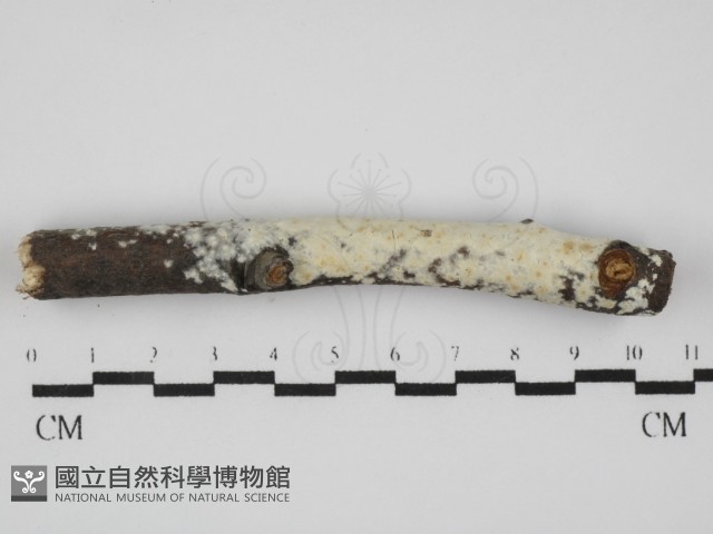登錄號:F0031615藏品圖，第1張