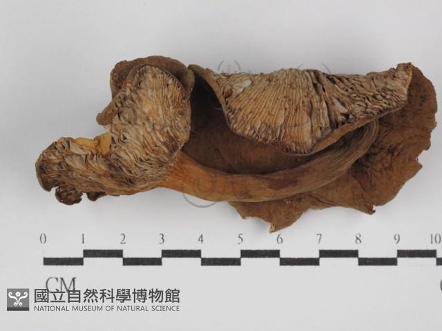 登錄號:F0024615藏品圖，第1張