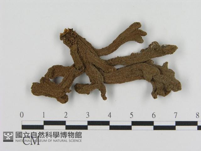 登錄號:F0004615藏品圖，第1張