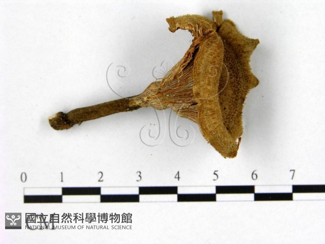 登錄號:F0014615藏品圖，第1張