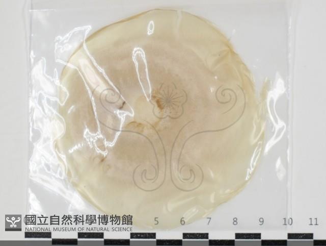 登錄號:F0034615藏品圖，第1張