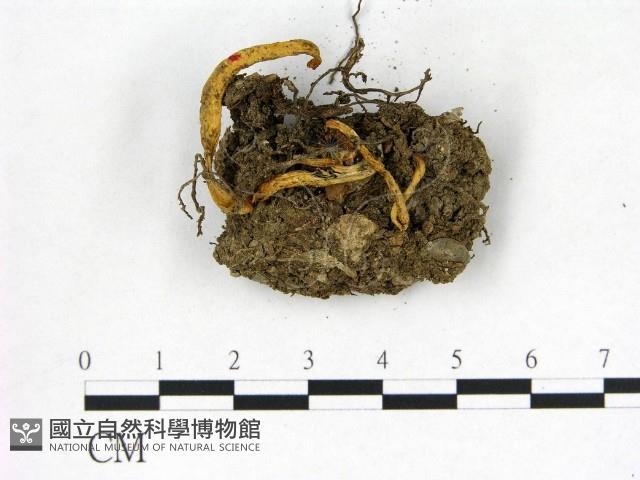 登錄號:F0022615藏品圖，第1張