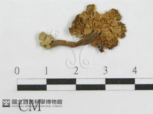 粉褶菌屬藏品圖，第1張