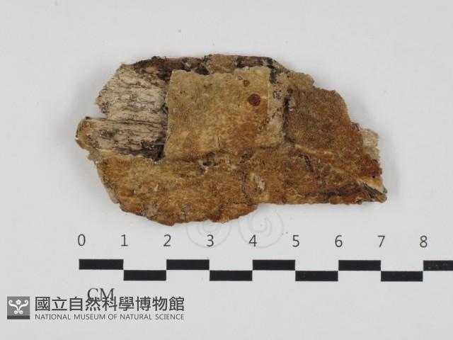 登錄號:F0032615藏品圖，第1張