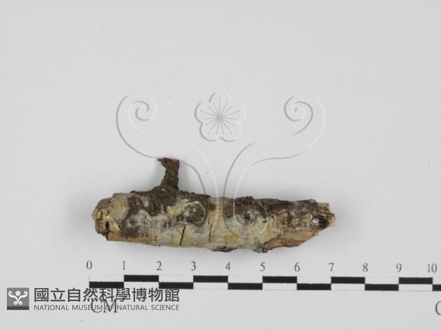 顯絲菌屬藏品圖，第1張