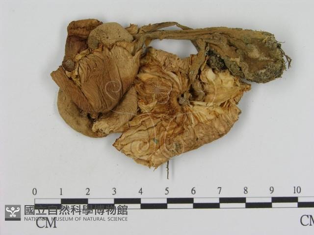 登錄號:F0007615藏品圖，第1張