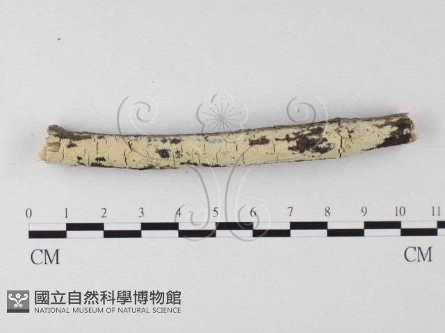 登錄號:F0025615藏品圖，第1張