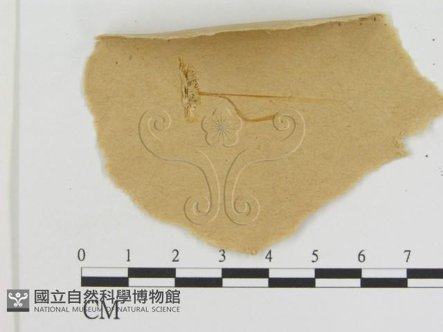 登錄號:F0015615藏品圖，第1張