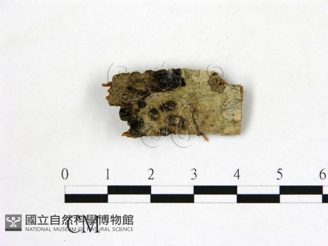 館號:F0019615藏品圖，第1張