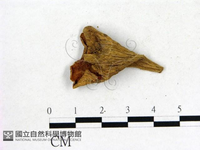 登錄號:F0013615藏品圖，第1張