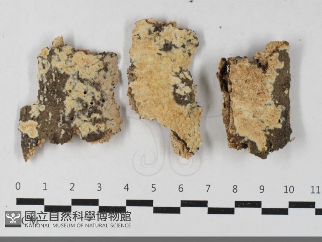 登錄號:F0033615藏品圖，第1張
