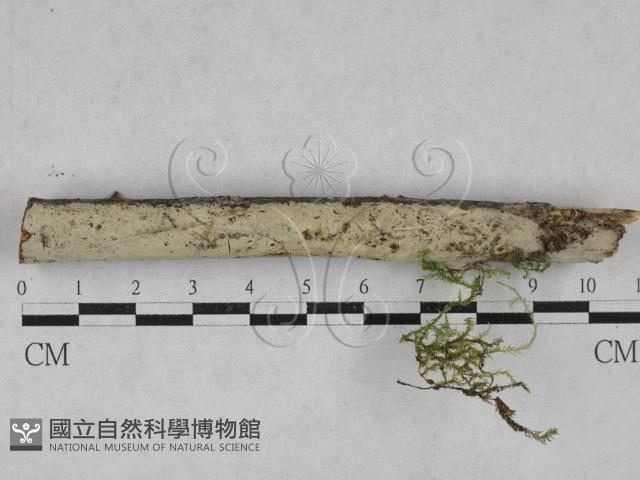 登錄號:F0028415藏品圖，第1張
