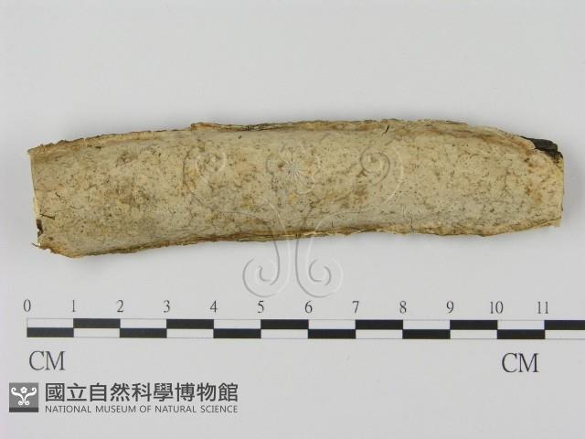 登錄號:F0010415藏品圖，第1張