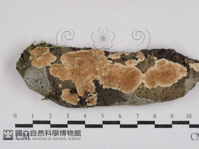 齒耳菌屬藏品圖，第1張