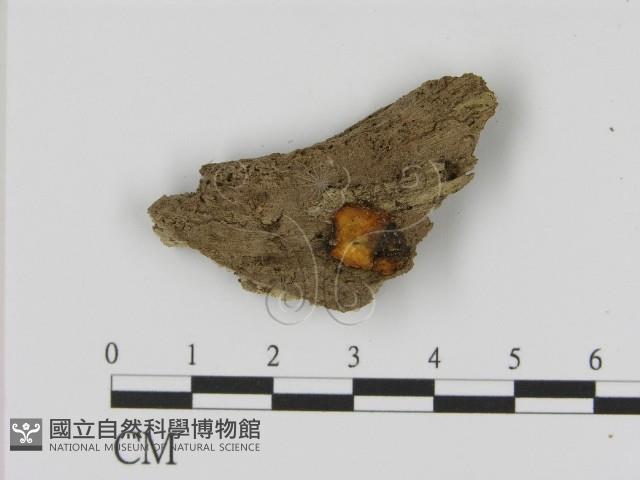 登錄號:F0021415藏品圖，第1張