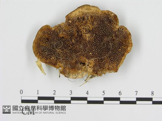 登錄號:F0011415藏品圖，第1張