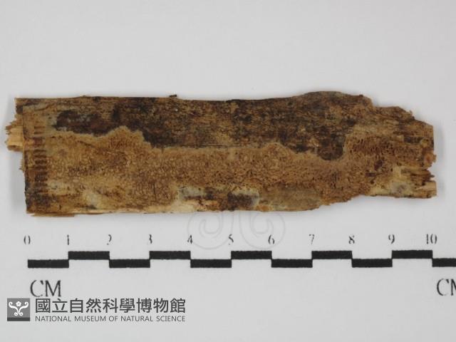 登錄號:F0031415藏品圖，第1張