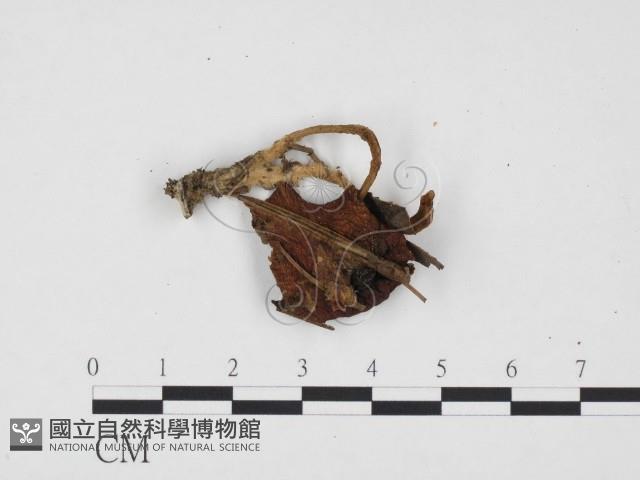 登錄號:F0024415藏品圖，第1張