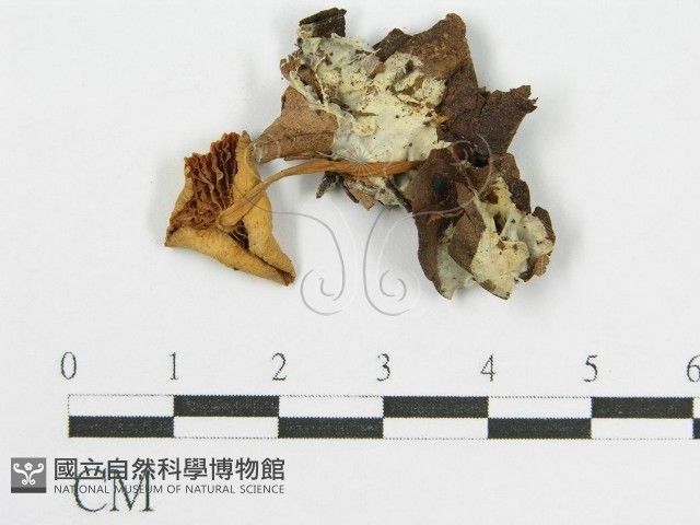 登錄號:F0014415藏品圖，第1張