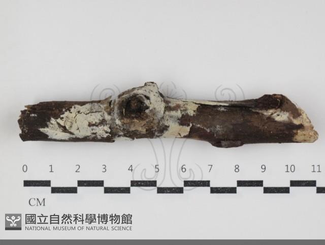 剛毛絲皮菌藏品圖，第1張
