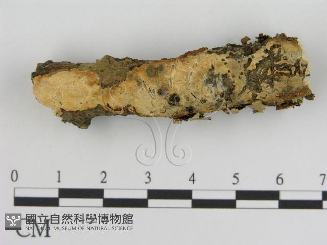 登錄號:F0002415藏品圖，第1張