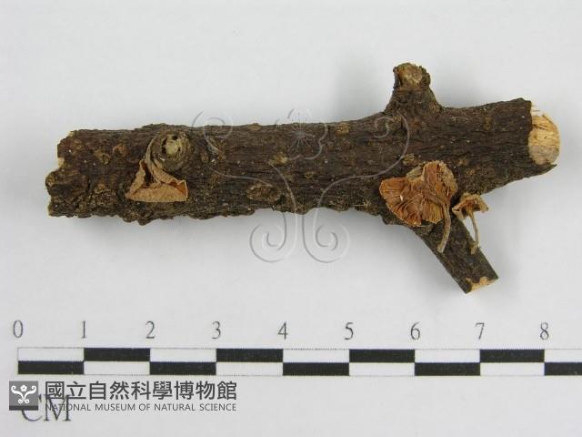 微皮傘屬藏品圖，第1張