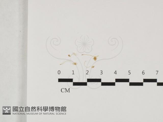 登錄號:F0032415藏品圖，第1張