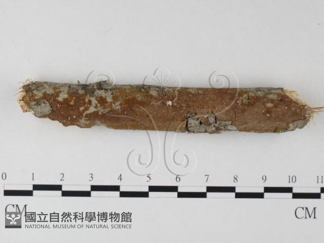 刺革菌屬藏品圖，第1張